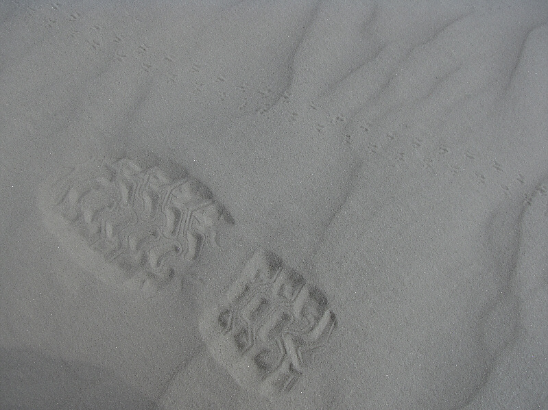 The beetle's tracks are pretty straight as if it was moving with a purpose...