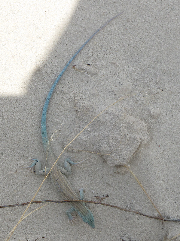 Kelly spotted this lizard with the striking colour.