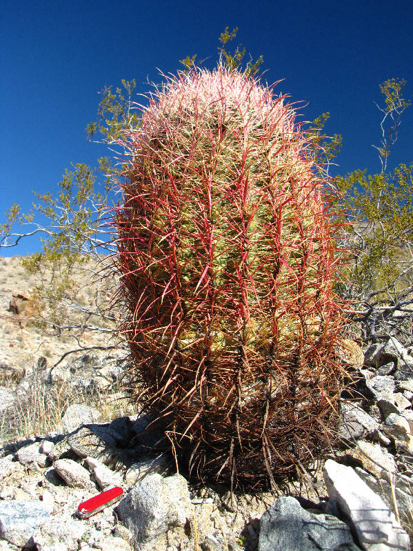 Very fascinating plants!