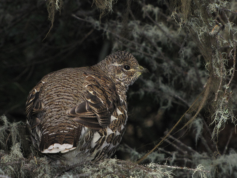 I saw a lot of these birds along the trail.