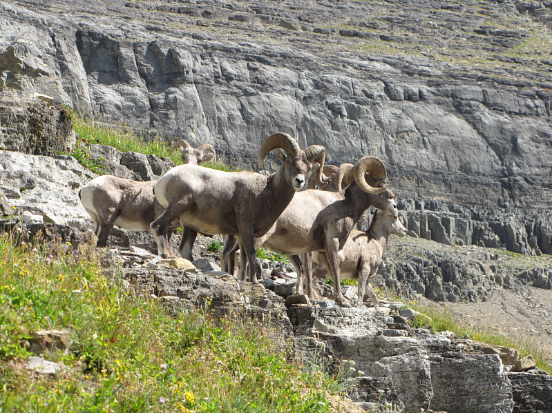 Despite the open slopes, I didn't notice these sheep until I was nearly upon them.