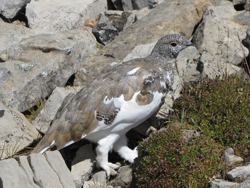 I nearly stepped on this one before seeing it!