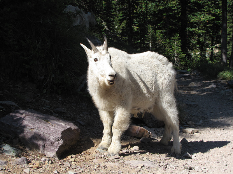 I can get free meals working at a petting zoo??