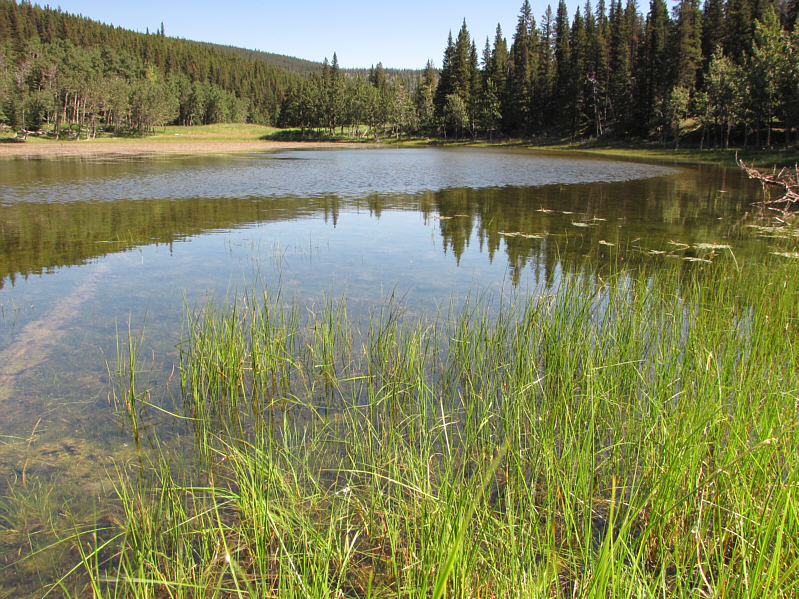 Grass is even growing under the water!