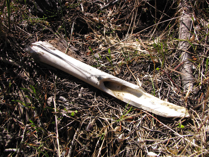 Note the snail shells--there were zillions of them!