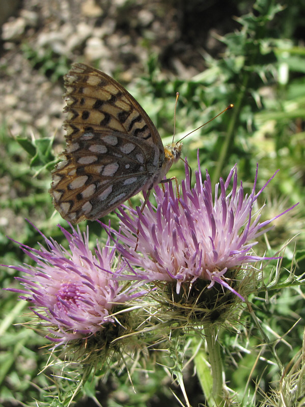 This butterfly had no effect on me!