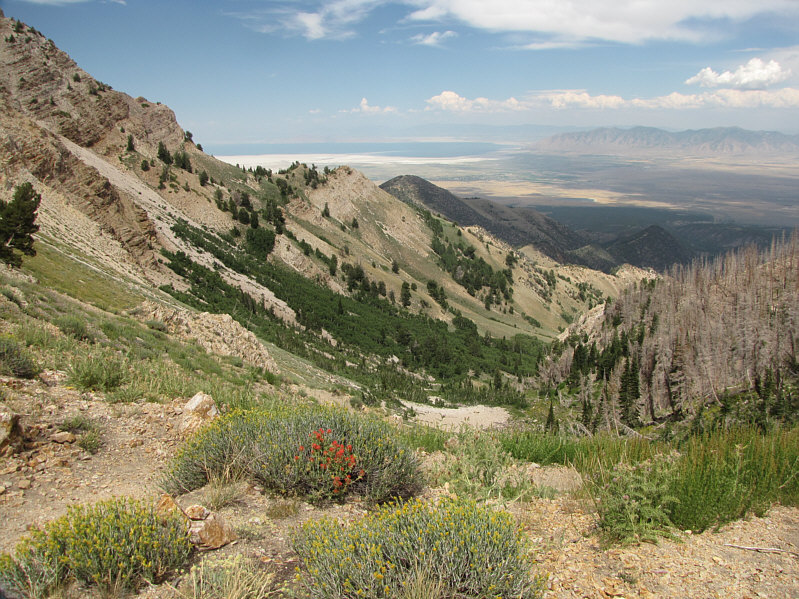 Those Indian Paintbrushes sure stand out!