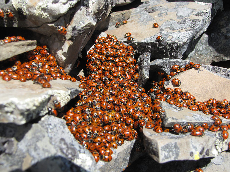 Ladybug orgy!