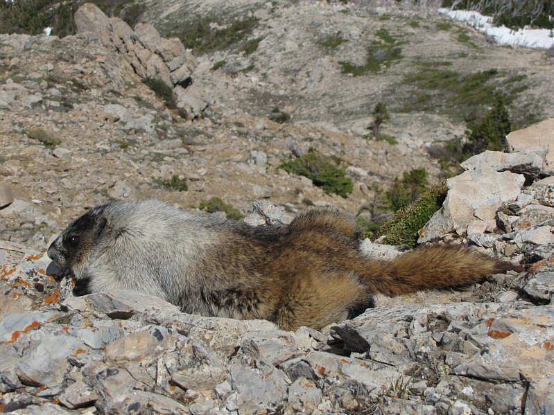 Current owner of the lookout hut!