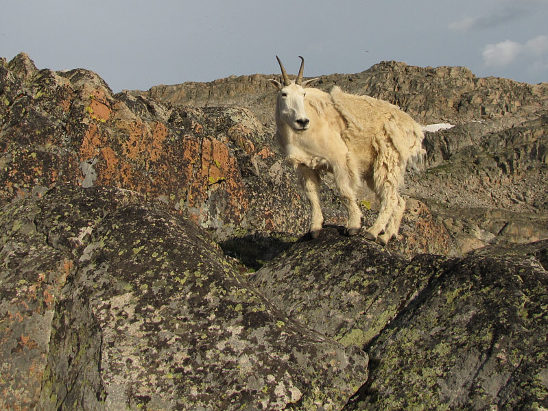 I think I set up my bivy tent on his favourite grazing spot...