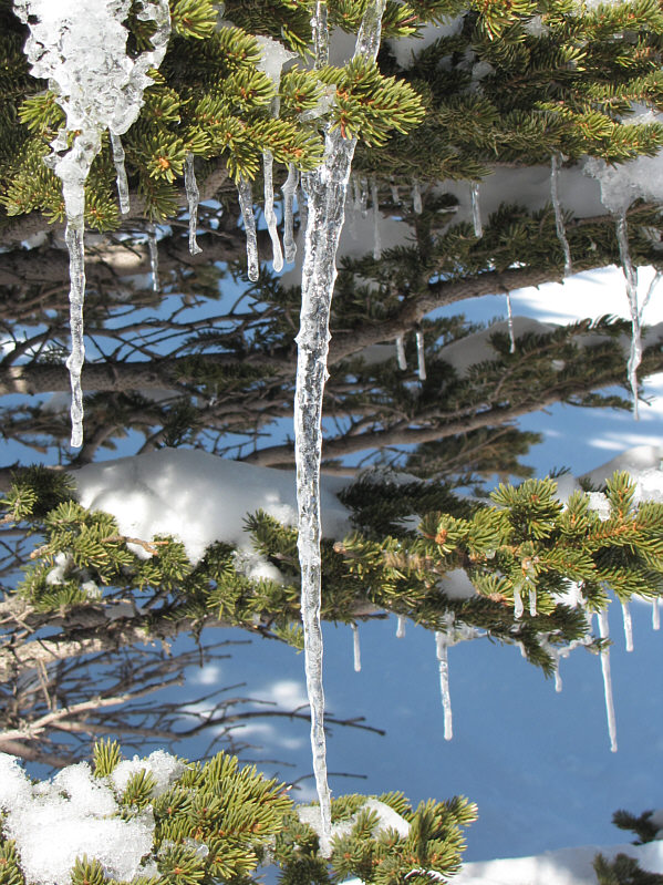 Environmentally-friendly Christmas decorations!