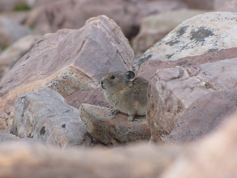 They're just as cute in Utah!