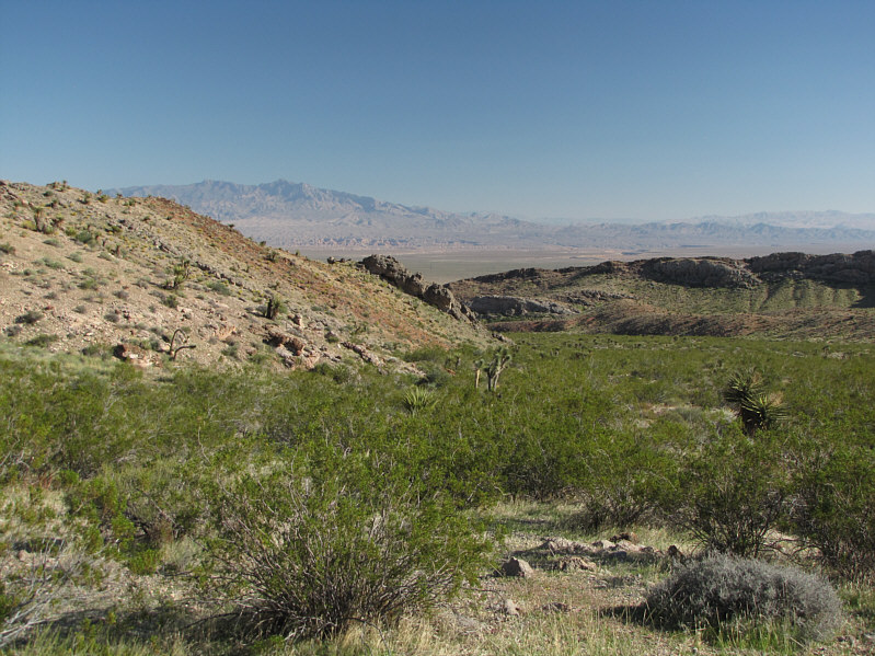 I chased a snake around here!