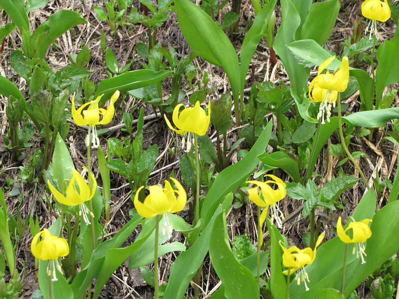 Beats looking at tree trunks!