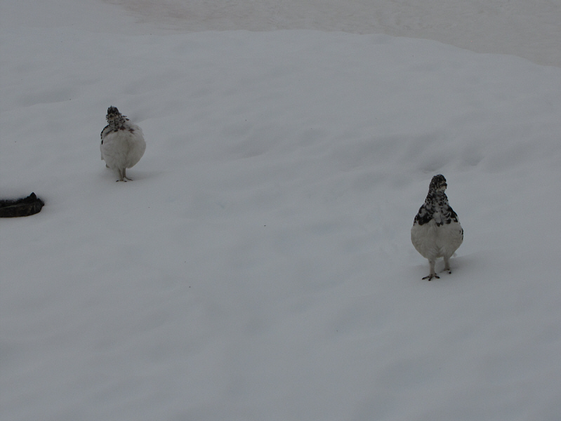 These birds look a little malnourished!