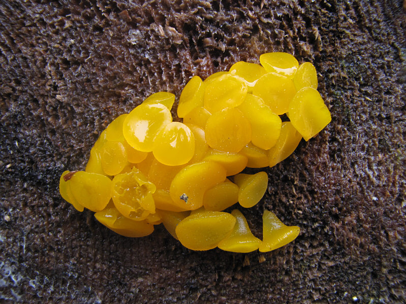 Just kidding. Do not eat!!