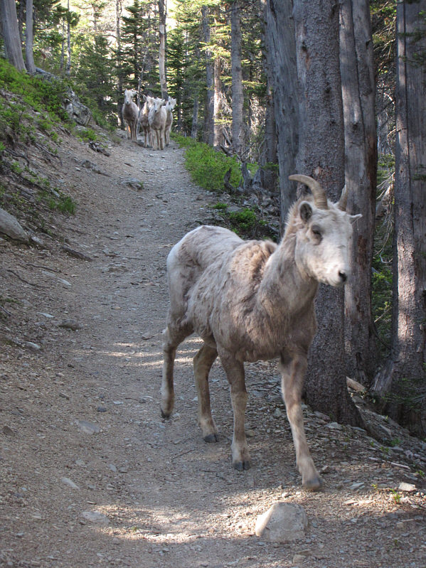The herd hangs back while the sheep with the biggest horns forges ahead--I'm sure there's an allegory somewhere in here.