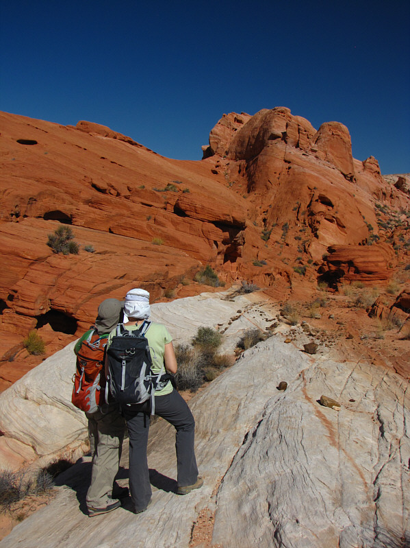 I love the transition of colour in this photo!