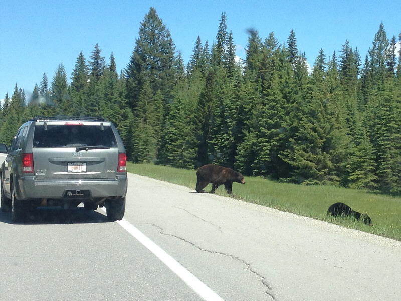 They even knew to look both ways before crossing the highway!