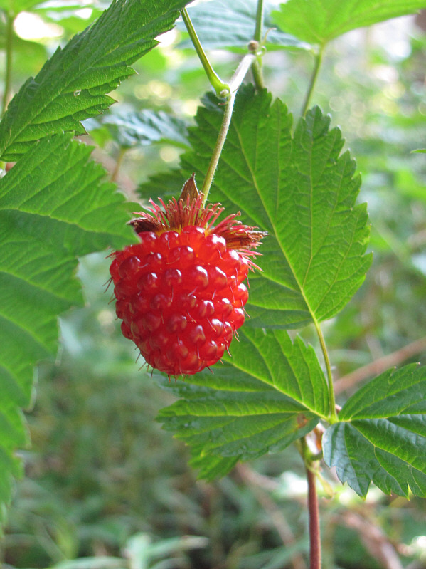 Despite the size, the berries were surprisingly tasteless.