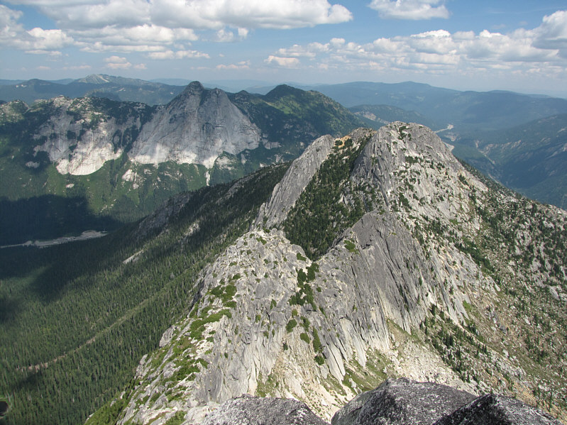 Apparently a nak is a female yak.