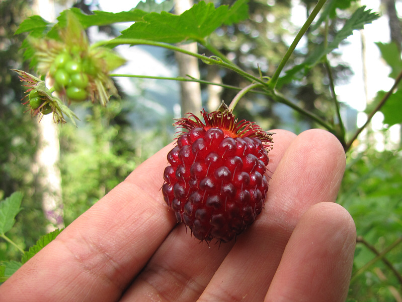 Shame about the taste.