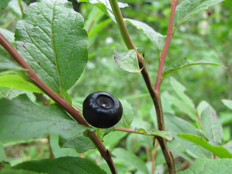 Unlike the raspberries, the huckleberries were delicious!