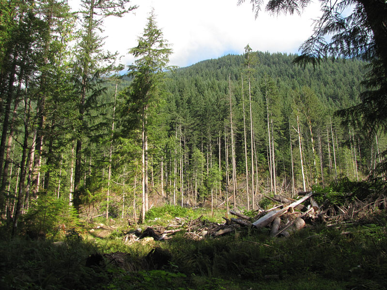 Ummm...where IS the trail??