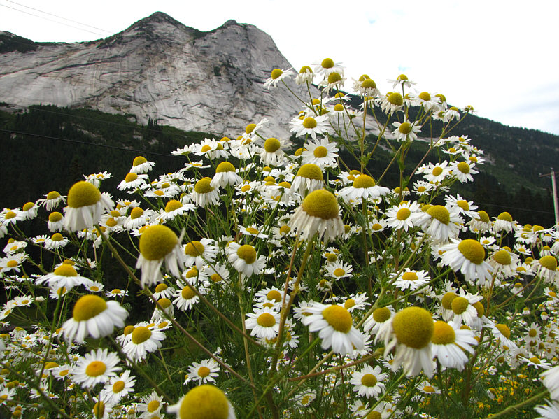 I can hear the HAL9000 singing that song...