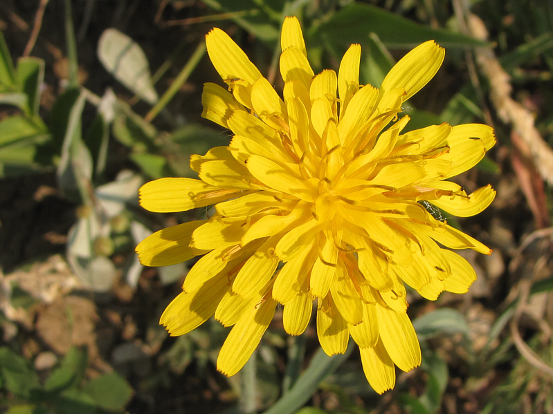So glad I don't have to pull real dandelions anymore...