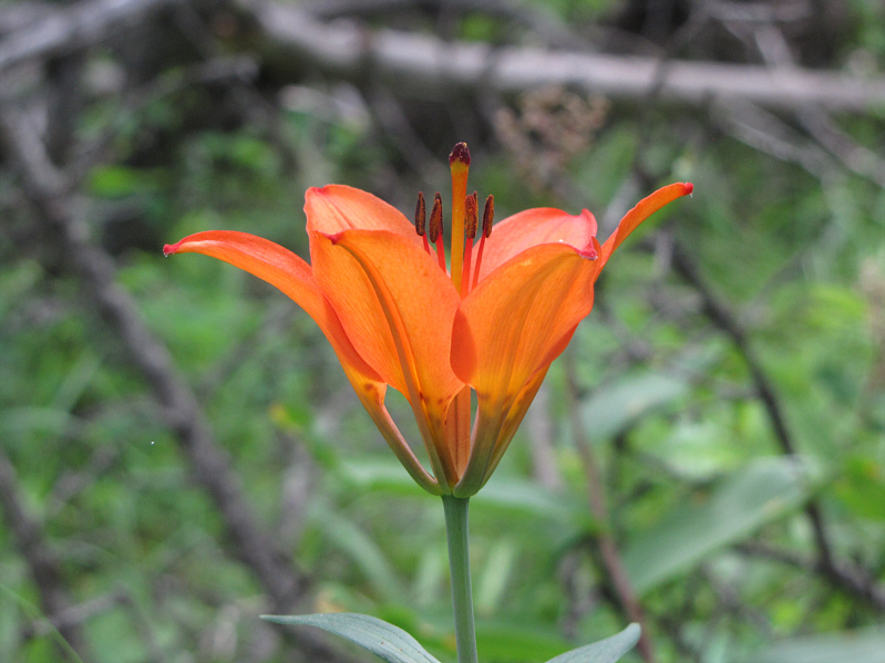 The prettiest wildflower in the Rockies!