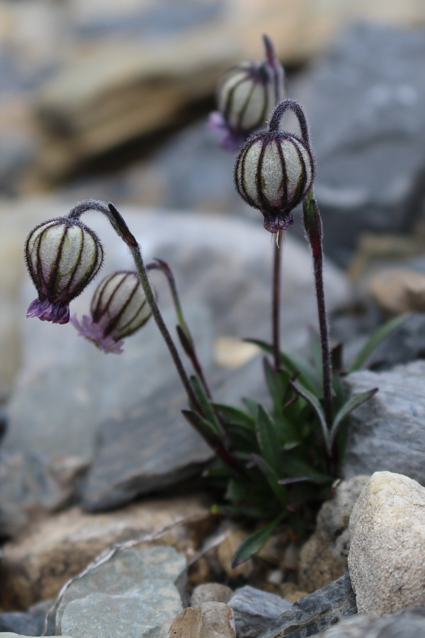 I like these. Try not to step on them!