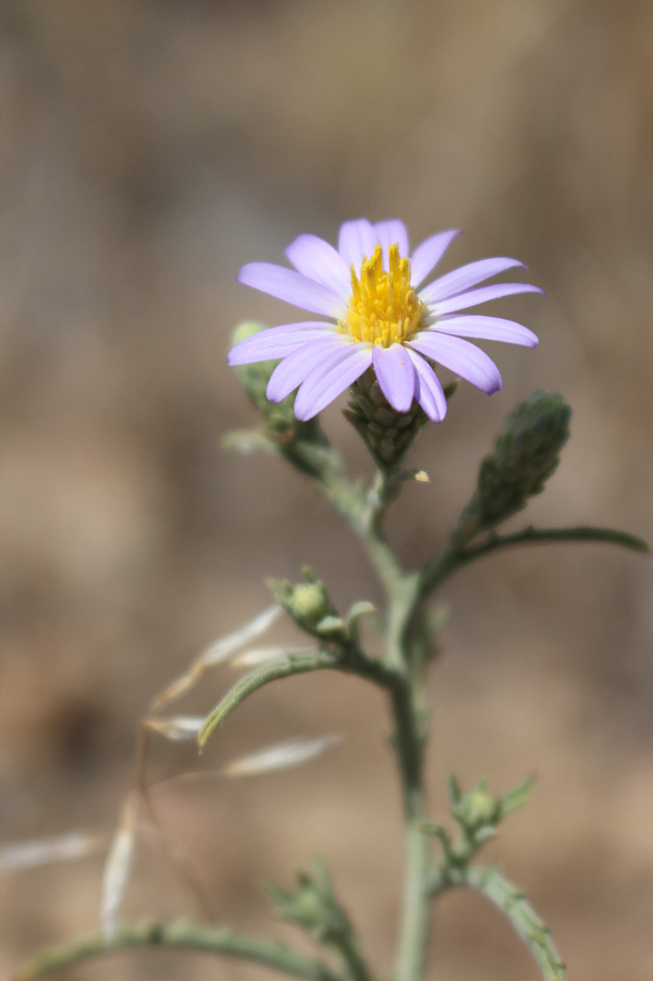 Beats looking at sagebrush!