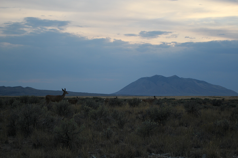 Mutant residents of Atomic City?