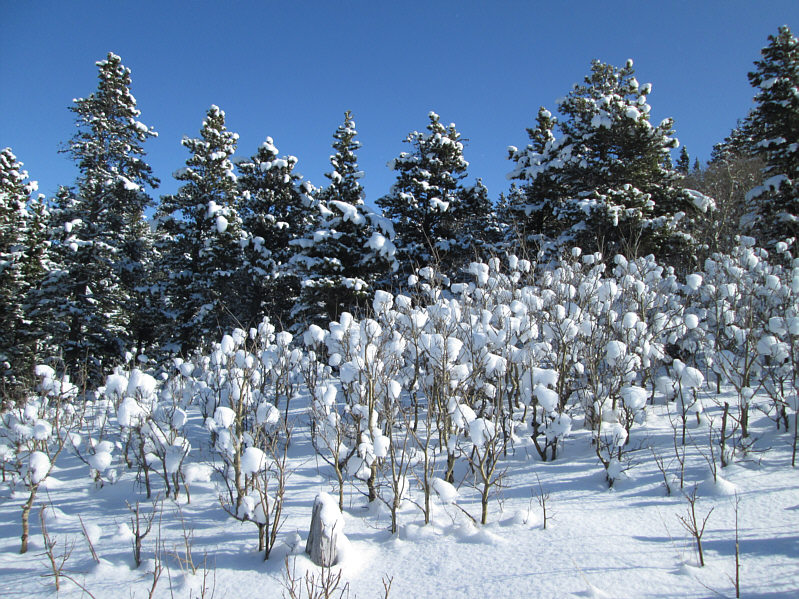 It's a marshmallow world in the winter...
