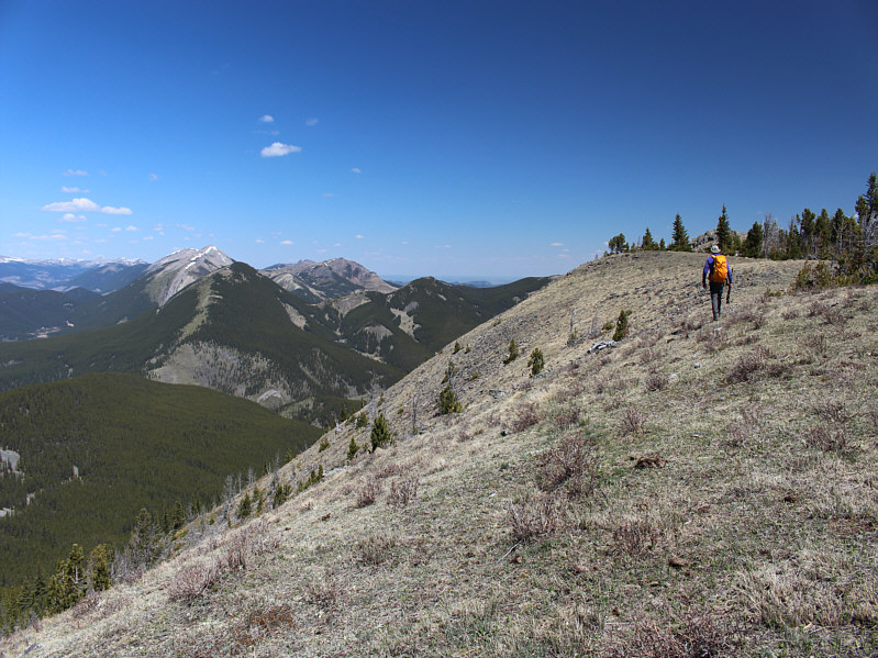 Lotsa evidence of cattle up here!