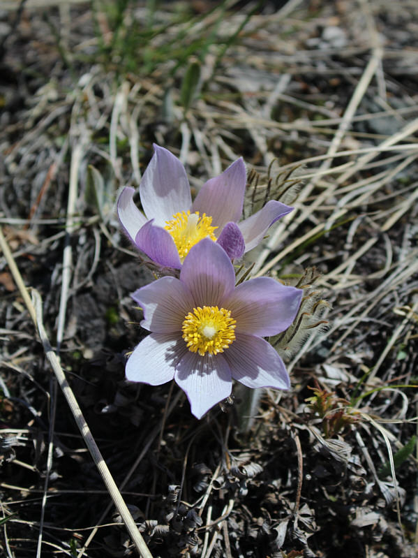 By the way, those are not petals but sepals, and they apparently close up during the night or when it is cloudy during the day.