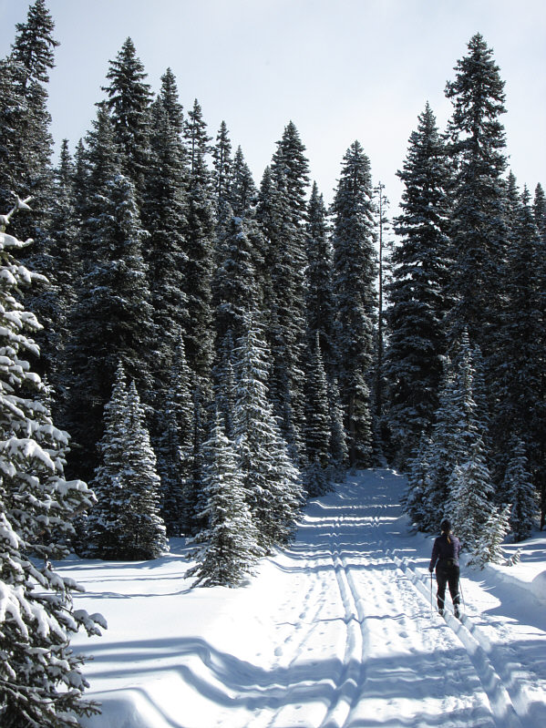 It's a beautiful day for cross-country skiing!