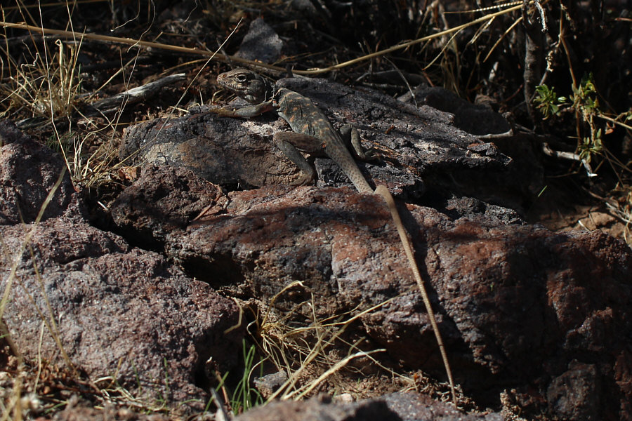 A lounge lizard, literally!