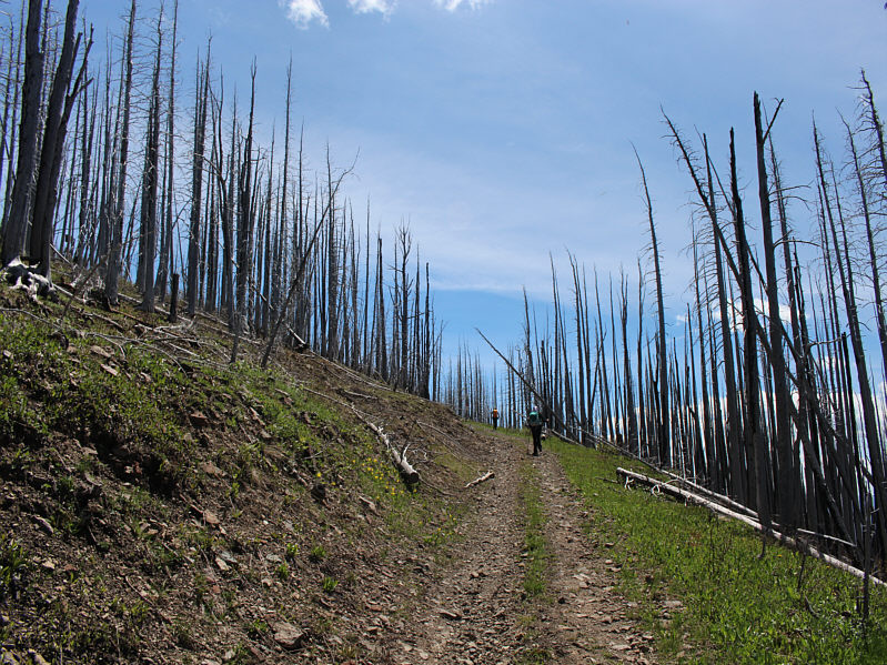 Ironic that there is a fire lookout just above these scorched trees!