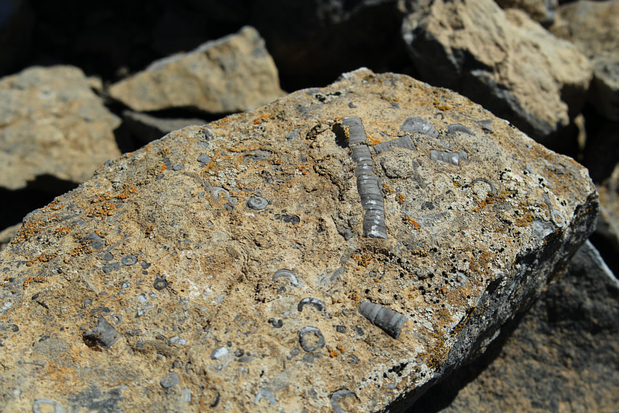 I see dead things...