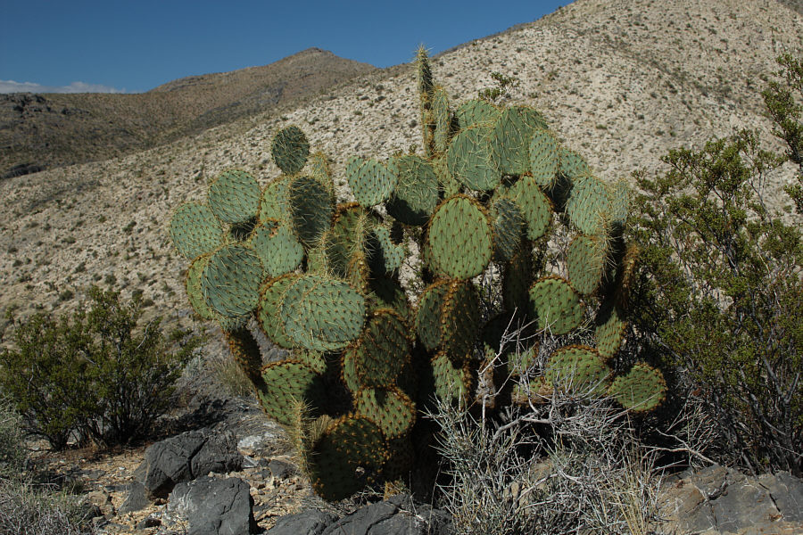 Probably the least troublesome (ie. easiest to avoid) of all the vegetation in the area.