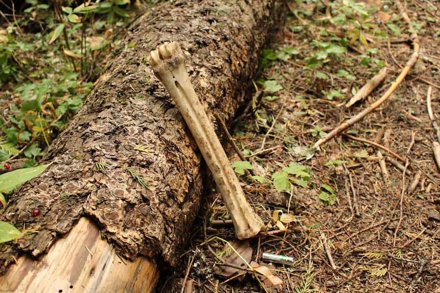 The bone was gone by the time I returned on my hike out. Creepy.