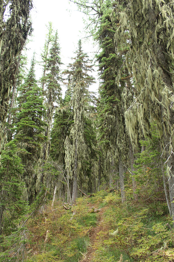 I still can't believe someone can ride their dirt bike on parts of this trail!
