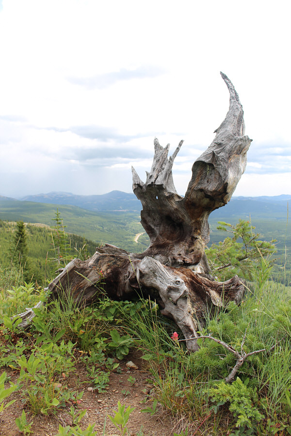 Strong it is with the dark side of the Force!