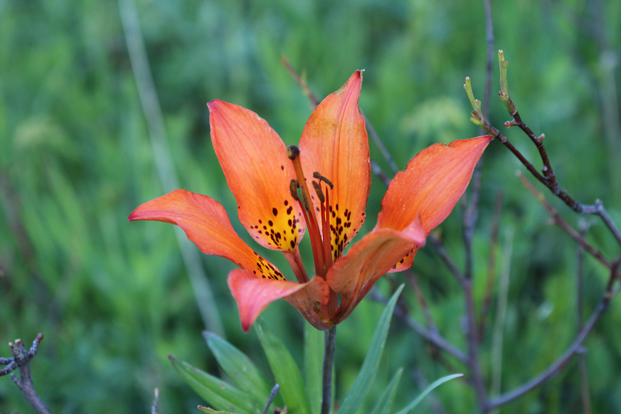 One of my favourite wildflowers.