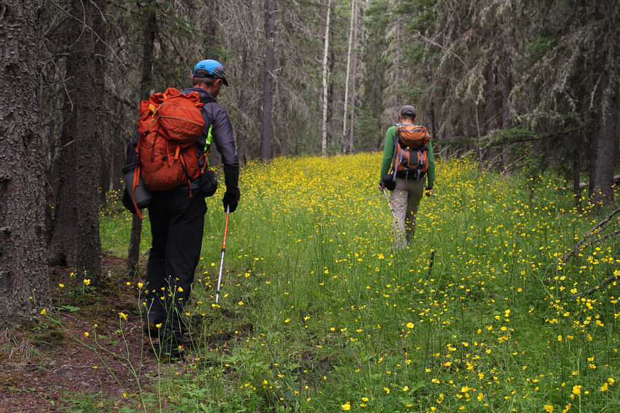It was surprisingly hard to walk up this old road due to lots of ruts and wet mud.