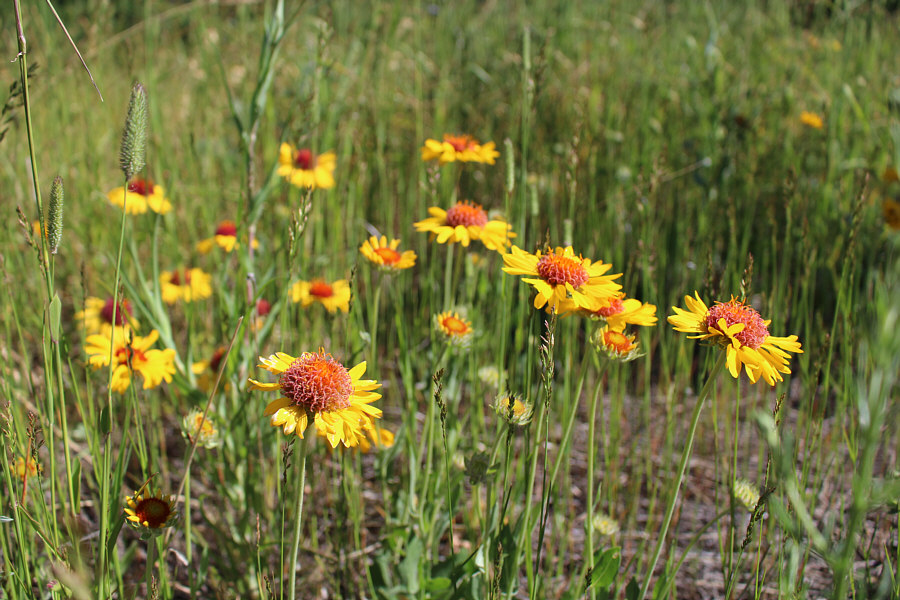 Makes the day all cheery!