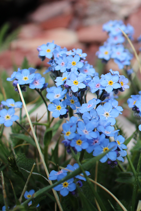 Still not sure why the middles are sometimes yellow and sometimes pink...