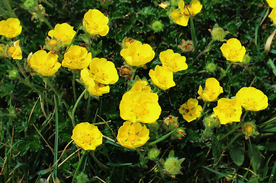 Build me up, buttercup...